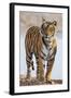 India, Rajasthan, Ranthambhore. a Female Bengal Tiger.-Nigel Pavitt-Framed Photographic Print