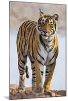 India, Rajasthan, Ranthambhore. a Female Bengal Tiger.-Nigel Pavitt-Mounted Photographic Print