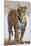 India, Rajasthan, Ranthambhore. a Female Bengal Tiger.-Nigel Pavitt-Mounted Photographic Print