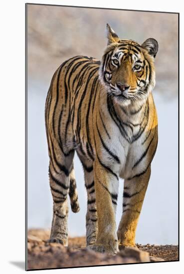India, Rajasthan, Ranthambhore. a Female Bengal Tiger.-Nigel Pavitt-Mounted Photographic Print