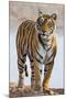 India, Rajasthan, Ranthambhore. a Female Bengal Tiger.-Nigel Pavitt-Mounted Photographic Print