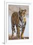 India, Rajasthan, Ranthambhore. a Female Bengal Tiger.-Nigel Pavitt-Framed Photographic Print