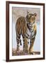 India, Rajasthan, Ranthambhore. a Female Bengal Tiger.-Nigel Pavitt-Framed Photographic Print