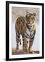 India, Rajasthan, Ranthambhore. a Female Bengal Tiger.-Nigel Pavitt-Framed Photographic Print