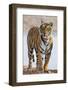 India, Rajasthan, Ranthambhore. a Female Bengal Tiger.-Nigel Pavitt-Framed Photographic Print