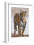 India, Rajasthan, Ranthambhore. a Female Bengal Tiger.-Nigel Pavitt-Framed Photographic Print