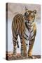 India, Rajasthan, Ranthambhore. a Female Bengal Tiger.-Nigel Pavitt-Stretched Canvas