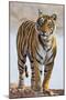 India, Rajasthan, Ranthambhore. a Female Bengal Tiger.-Nigel Pavitt-Mounted Photographic Print