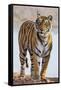 India, Rajasthan, Ranthambhore. a Female Bengal Tiger.-Nigel Pavitt-Framed Stretched Canvas