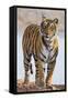 India, Rajasthan, Ranthambhore. a Female Bengal Tiger.-Nigel Pavitt-Framed Stretched Canvas