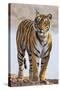 India, Rajasthan, Ranthambhore. a Female Bengal Tiger.-Nigel Pavitt-Stretched Canvas