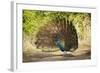 India, Rajasthan, Ranthambore. a Peacock Displaying.-Katie Garrod-Framed Photographic Print