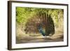 India, Rajasthan, Ranthambore. a Peacock Displaying.-Katie Garrod-Framed Photographic Print