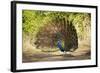 India, Rajasthan, Ranthambore. a Peacock Displaying.-Katie Garrod-Framed Photographic Print