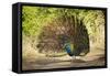 India, Rajasthan, Ranthambore. a Peacock Displaying.-Katie Garrod-Framed Stretched Canvas
