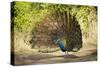 India, Rajasthan, Ranthambore. a Peacock Displaying.-Katie Garrod-Stretched Canvas