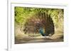 India, Rajasthan, Ranthambore. a Peacock Displaying.-Katie Garrod-Framed Photographic Print