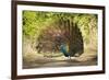 India, Rajasthan, Ranthambore. a Peacock Displaying.-Katie Garrod-Framed Photographic Print