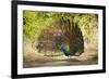 India, Rajasthan, Ranthambore. a Peacock Displaying.-Katie Garrod-Framed Photographic Print