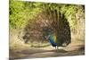 India, Rajasthan, Ranthambore. a Peacock Displaying.-Katie Garrod-Mounted Photographic Print
