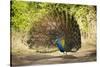 India, Rajasthan, Ranthambore. a Peacock Displaying.-Katie Garrod-Stretched Canvas