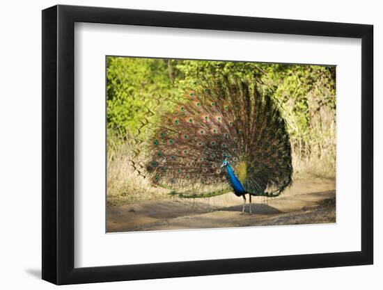 India, Rajasthan, Ranthambore. a Peacock Displaying.-Katie Garrod-Framed Premium Photographic Print