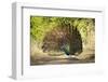 India, Rajasthan, Ranthambore. a Peacock Displaying.-Katie Garrod-Framed Premium Photographic Print