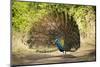 India, Rajasthan, Ranthambore. a Peacock Displaying.-Katie Garrod-Mounted Premium Photographic Print