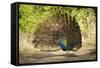 India, Rajasthan, Ranthambore. a Peacock Displaying.-Katie Garrod-Framed Stretched Canvas