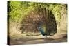 India, Rajasthan, Ranthambore. a Peacock Displaying.-Katie Garrod-Stretched Canvas