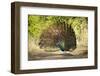 India, Rajasthan, Ranthambore. a Peacock Displaying.-Katie Garrod-Framed Photographic Print