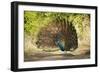 India, Rajasthan, Ranthambore. a Peacock Displaying.-Katie Garrod-Framed Photographic Print