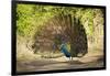 India, Rajasthan, Ranthambore. a Peacock Displaying.-Katie Garrod-Framed Photographic Print