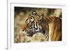 India, Rajasthan, Ranthambore. Profile of a Tigress.-Katie Garrod-Framed Photographic Print