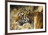 India, Rajasthan, Ranthambore. Profile of a Tigress.-Katie Garrod-Framed Photographic Print