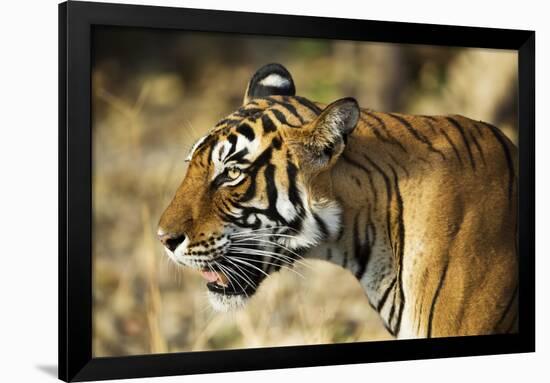 India, Rajasthan, Ranthambore. Profile of a Tigress.-Katie Garrod-Framed Photographic Print