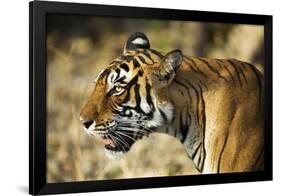 India, Rajasthan, Ranthambore. Profile of a Tigress.-Katie Garrod-Framed Photographic Print
