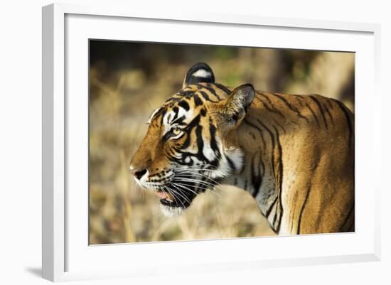 India, Rajasthan, Ranthambore. Profile of a Tigress.-Katie Garrod-Framed Photographic Print