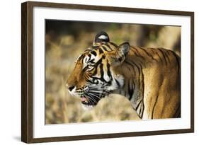 India, Rajasthan, Ranthambore. Profile of a Tigress.-Katie Garrod-Framed Photographic Print