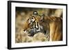 India, Rajasthan, Ranthambore. Profile of a Tigress.-Katie Garrod-Framed Photographic Print