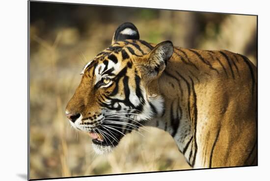 India, Rajasthan, Ranthambore. Profile of a Tigress.-Katie Garrod-Mounted Photographic Print