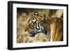 India, Rajasthan, Ranthambore. Profile of a Tigress.-Katie Garrod-Framed Photographic Print