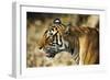 India, Rajasthan, Ranthambore. Profile of a Tigress.-Katie Garrod-Framed Photographic Print