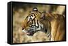 India, Rajasthan, Ranthambore. Profile of a Tigress.-Katie Garrod-Framed Stretched Canvas