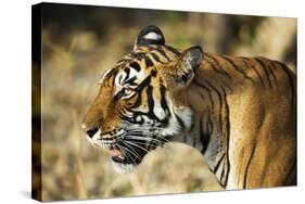 India, Rajasthan, Ranthambore. Profile of a Tigress.-Katie Garrod-Stretched Canvas