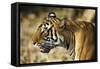 India, Rajasthan, Ranthambore. Profile of a Tigress.-Katie Garrod-Framed Stretched Canvas