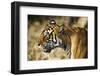 India, Rajasthan, Ranthambore. Profile of a Tigress.-Katie Garrod-Framed Photographic Print