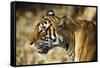 India, Rajasthan, Ranthambore. Profile of a Tigress.-Katie Garrod-Framed Stretched Canvas