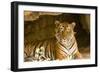 India, Rajasthan, Ranthambore. Royal Bengal Tiger known as Ustad (T24) Resting in a Cool Cave.-Katie Garrod-Framed Photographic Print