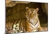 India, Rajasthan, Ranthambore. Royal Bengal Tiger known as Ustad (T24) Resting in a Cool Cave.-Katie Garrod-Mounted Photographic Print